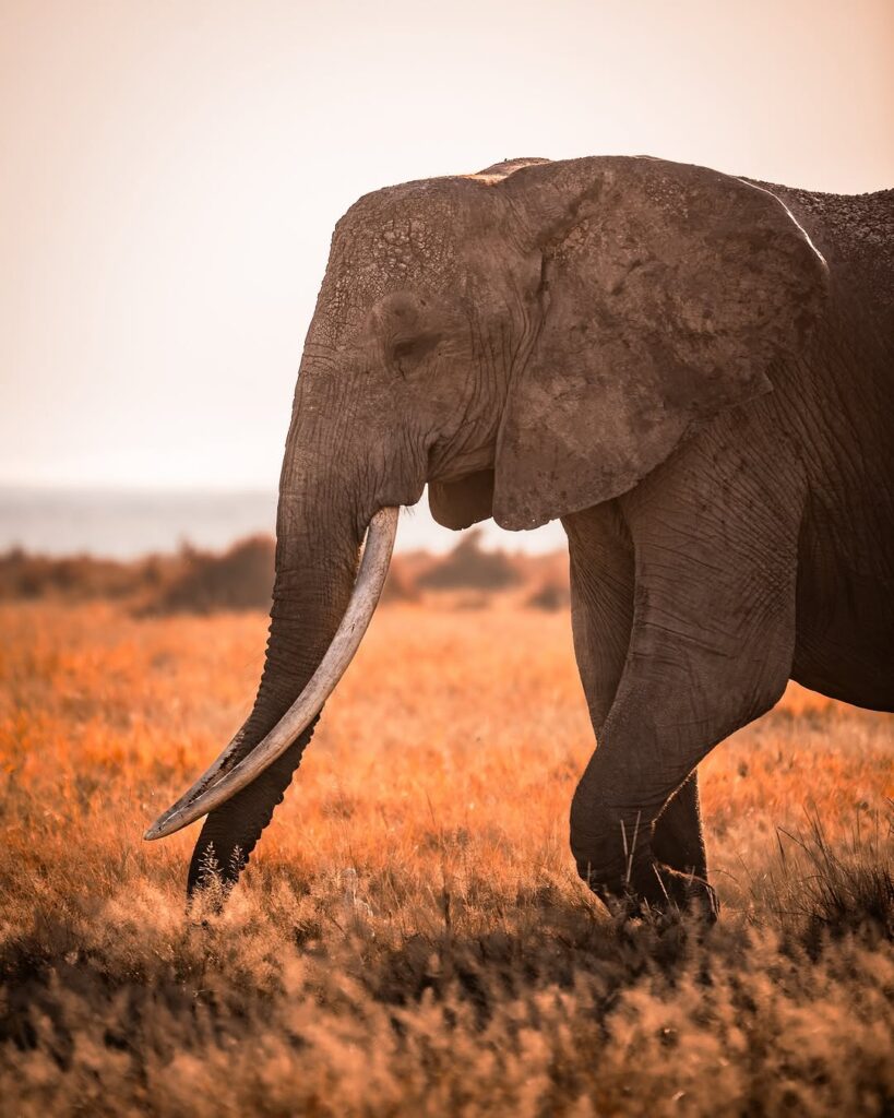Periodo migliori per andare in Kenya